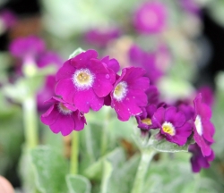 nice soft red to pink flowers